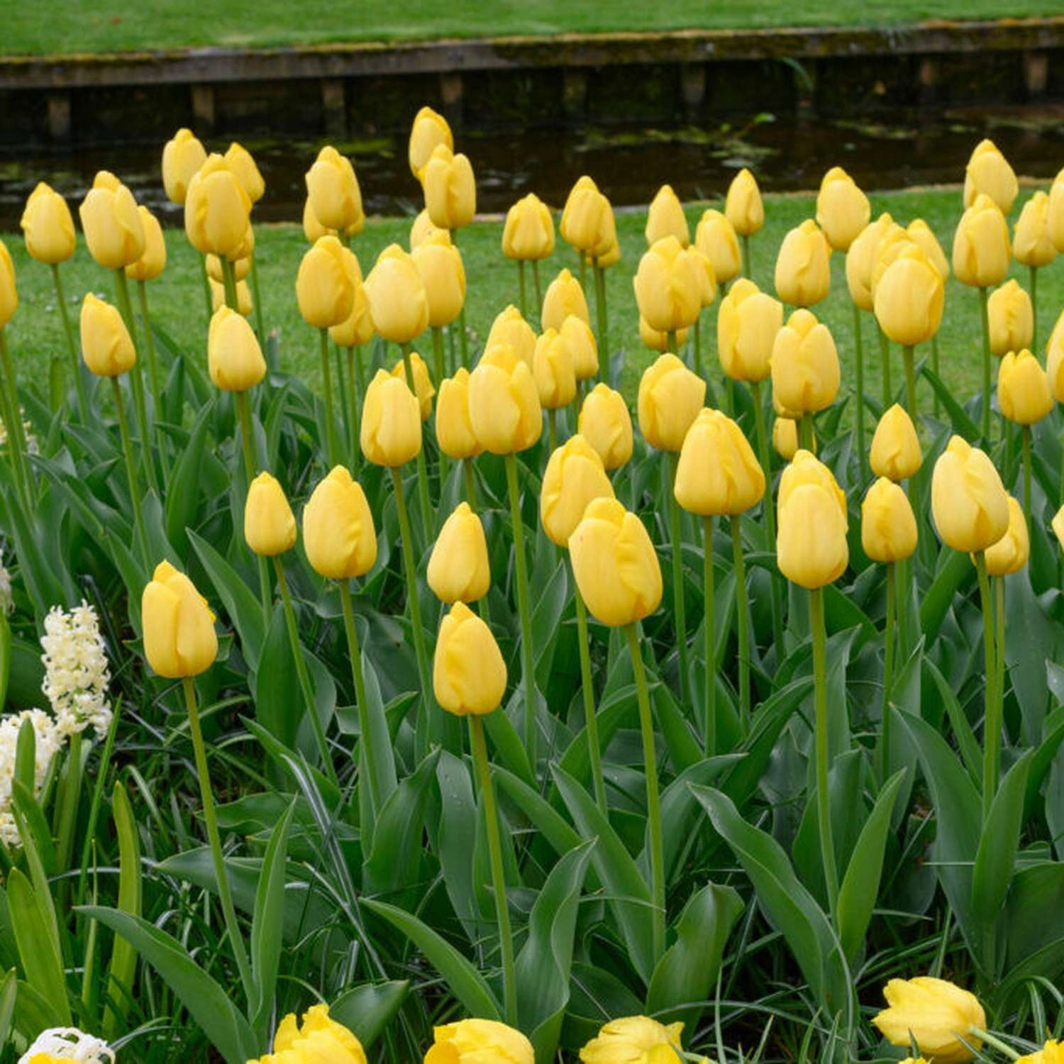 Tulppaani 'Novi Sun'